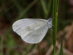 Skoghvitvinge (Leptidea sinapis)