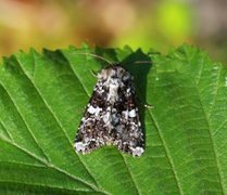 Hvitflekknellikfly (Hadena confusa)