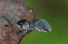 Sallow Kitten (Furcula furcula)