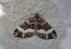 Sharp-angled Carpet (Euphyia unangulata)