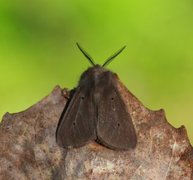 Muslin Moth (Diaphora mendica)