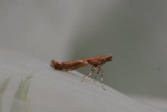 Maple Slender (Caloptilia jurateae)