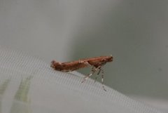 Caloptilia jurateae