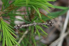 Svinerotfjærmøll (Amblyptilia punctidactyla)