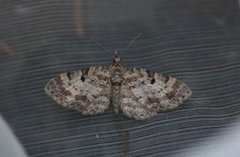 Liten kongledvergmåler (Eupithecia analoga)