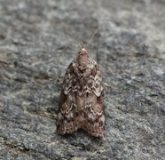 Seljeviklerfly (Nycteola degenerana)