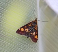 Mynteengmott (Pyrausta aurata)