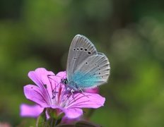 Green-underside Blue (Glaucopsyche alexis)