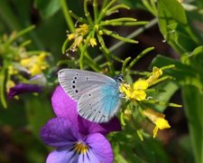 Green-underside Blue (Glaucopsyche alexis)