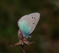 Green-underside Blue (Glaucopsyche alexis)