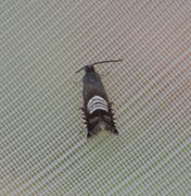 Triple-stripe Piercer (Grapholita compositella)