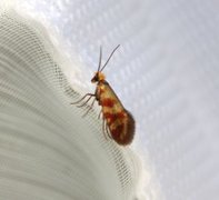 Red-barred Gold (Micropterix tunbergella)