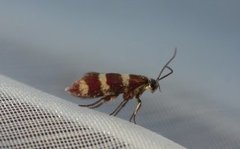 Yellow-barred Gold (Micropterix aureatella)