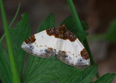Bringebærmåler (Mesoleuca albicillata)