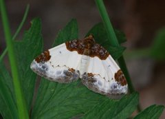 Beautiful Carpet (Mesoleuca albicillata)
