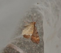 Tawny-barred Angle (Macaria liturata)