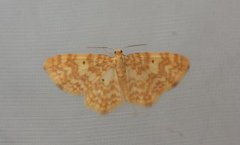 Small Yellow Wave (Hydrelia flammeolaria)