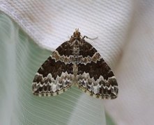 Broken-barred Carpet (Electrophaes corylata)