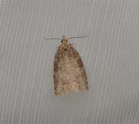 Common Tortrix (Capua vulgana)