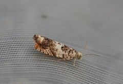 White Sallow Bell (Epinotia subocellana)