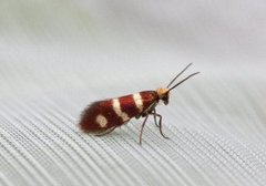 Yellow-barred Gold (Micropterix aureatella)