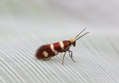 Micropterix aureatella