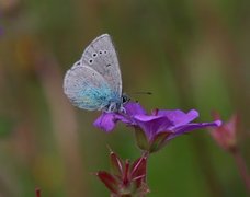 Green-underside Blue (Glaucopsyche alexis)