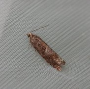 Square-barred Bell (Epinotia tetraquetrana)