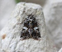Marbled Coronet (Hadena confusa)