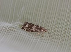 Stripet grankveldvikler (Epinotia tedella)