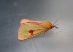 Clouded Buff (Diacrisia sannio)