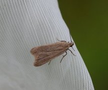 Ash-coloured Sober (Acompsia cinerella)