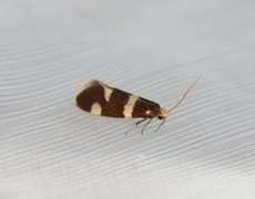 Strawberry Bright (Incurvaria praelatella)