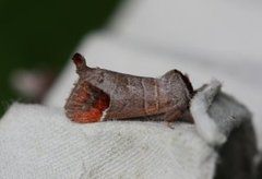 Rødflekkstjertspinner (Clostera curtula)