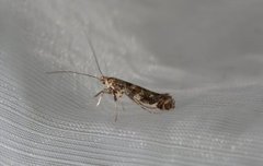 Lilac Leafminer (Gracillaria syringella)