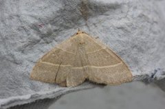 Olive Crescent (Trisateles emortualis)