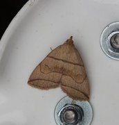 Small Fan-foot (Herminia grisealis)