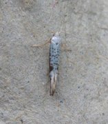 Netted Argent (Argyresthia retinella)