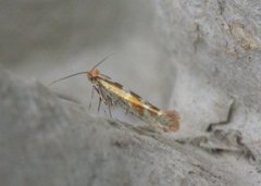 Sallow Argent (Argyresthia pygmaeella)