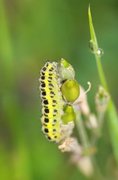 Seksflekket bloddråpesvermer (Zygaena filipendulae)