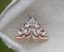 Beautiful China-mark (Nymphula nitidulata)