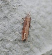 Dylleengvikler (Eucosma obumbratana)