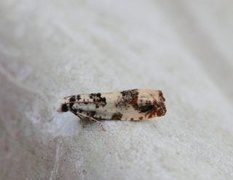 Marbled Bell (Eucosma campoliliana)