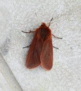 Ruby Tiger (Phragmatobia fuliginosa)