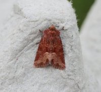 Rødgult engfly (Oligia fasciuncula)