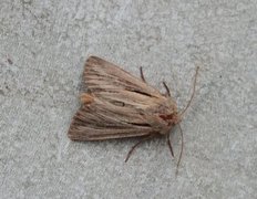 Kommagressfly (Leucania comma)