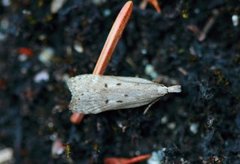 Scotch Crest (Dichomeris juniperella)