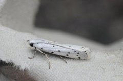 Thistle Ermine (Myelois circumvoluta)
