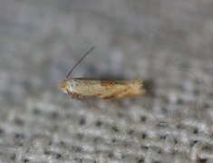 Birch Bent-wing (Bucculatrix demaryella)