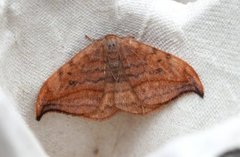 Dusky Hook-tip (Drepana curvatula)